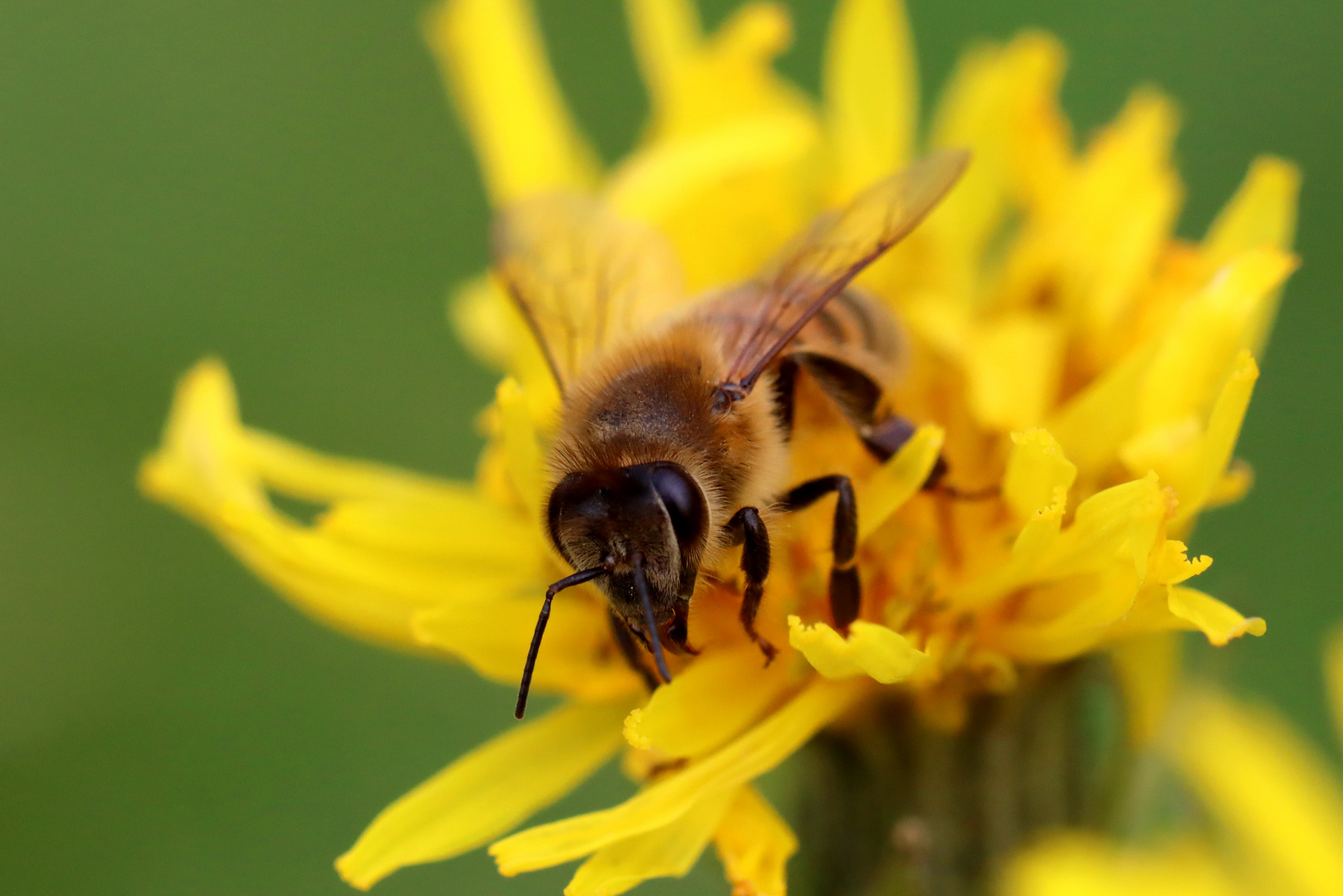 Bienen und Schwebfliegen lieben gelbe Blüten