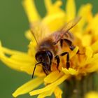 Bienen und Schwebfliegen lieben gelbe Blüten