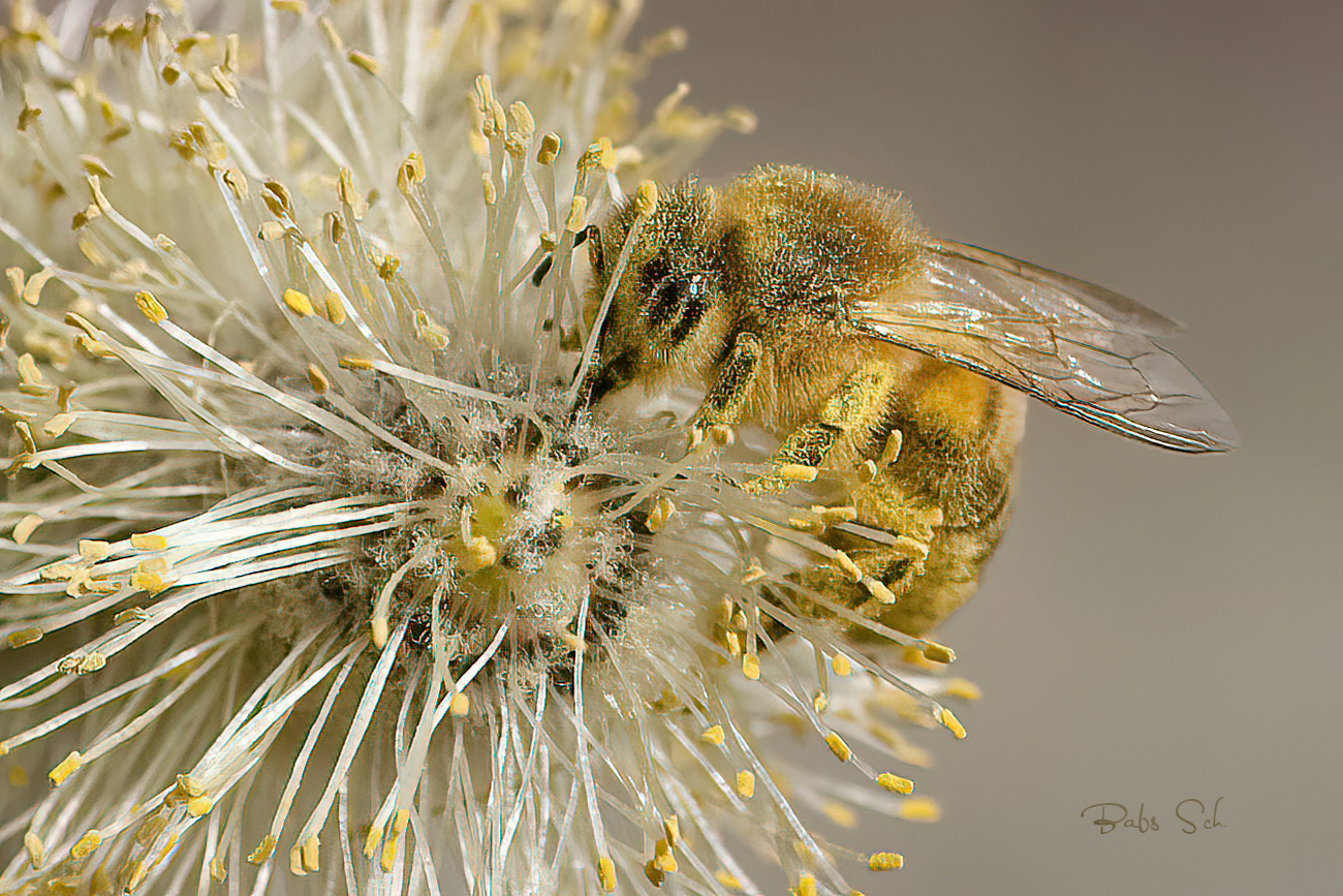 Bienen und Weidekätzen...