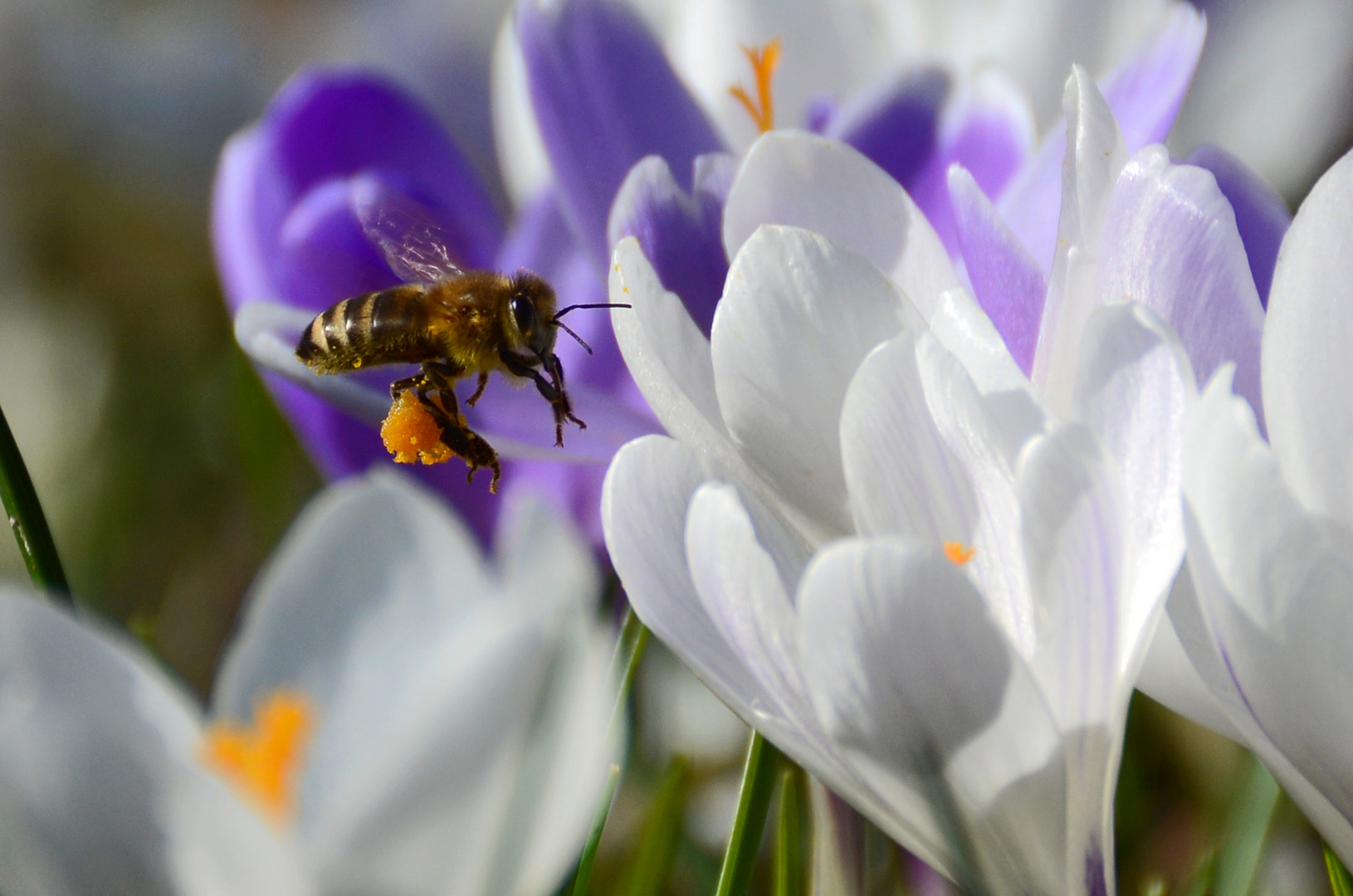 Bienen unterwegs im Dienste