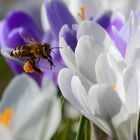 Bienen unterwegs im Dienste