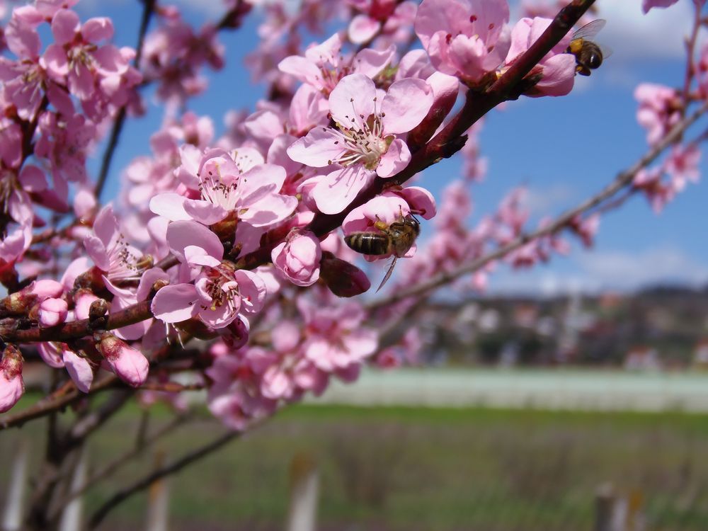 Bienen voll Nektar