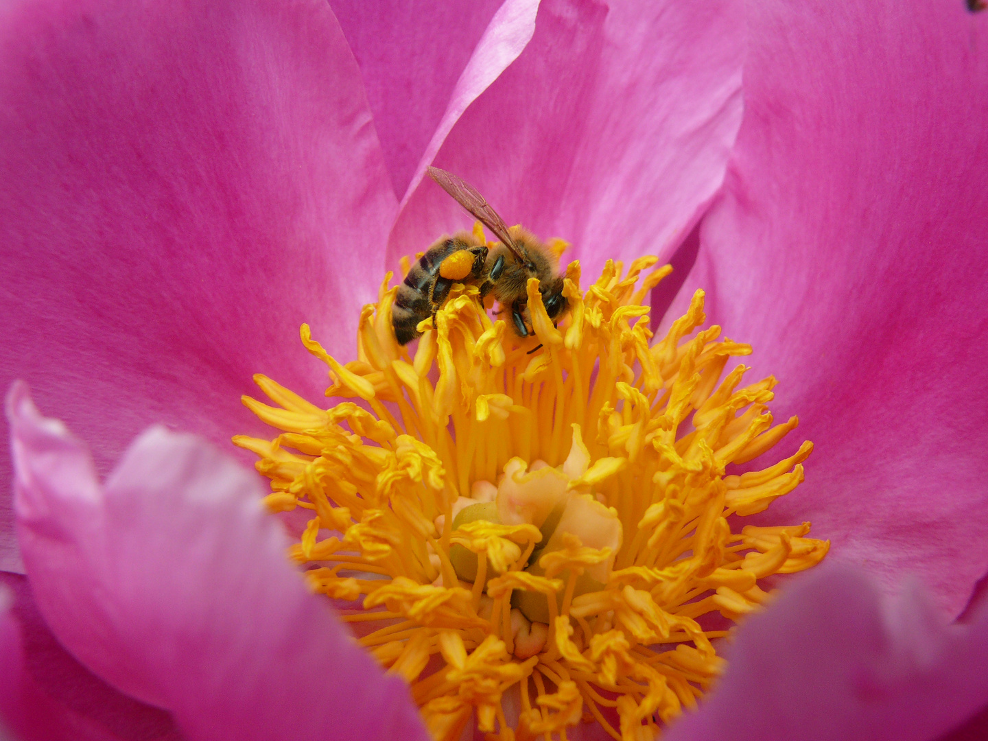 Bienen-Welt