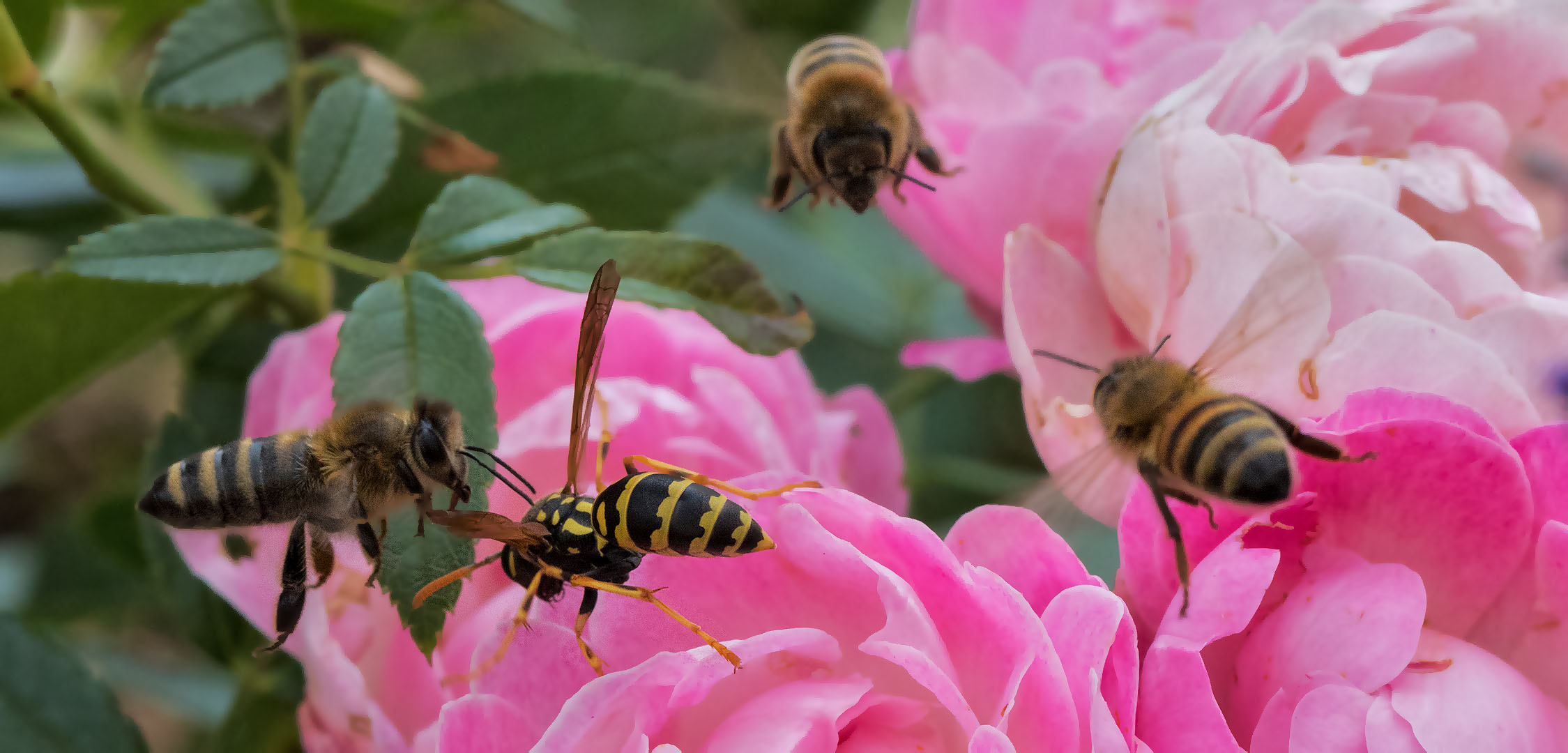 Bienen Wespe Rosen 