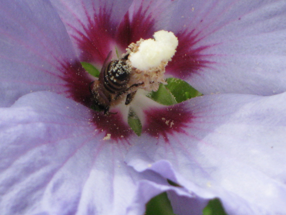 Bienen, Wespen und andere aussterbende Flügelwesen