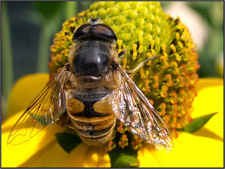 Bienen, Wespen und Co...