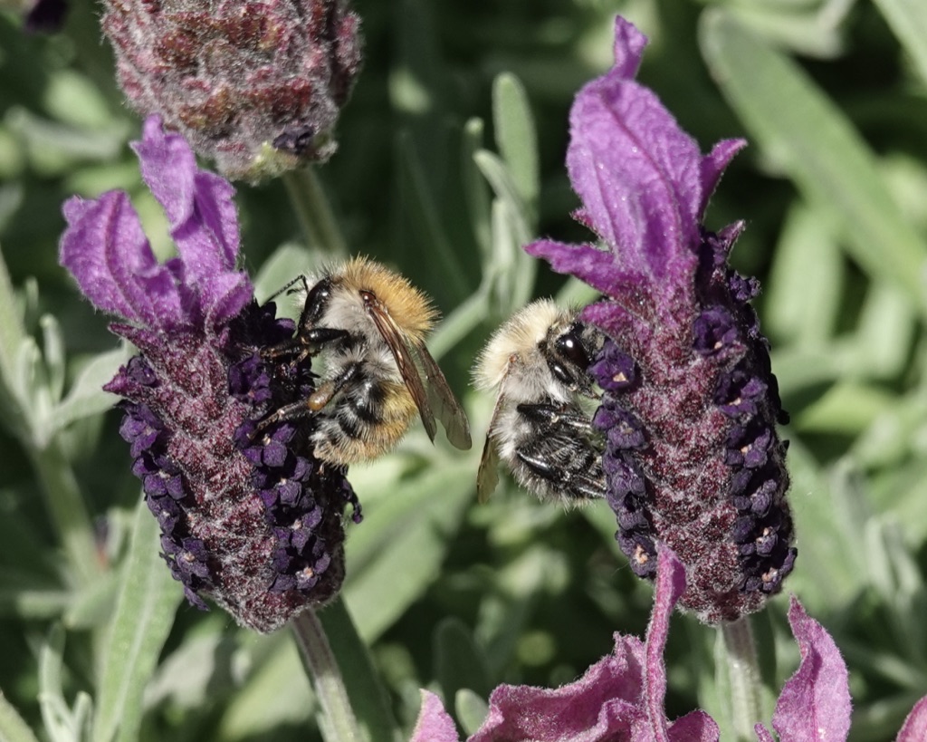 Bienen - Wettsammeln ;-)