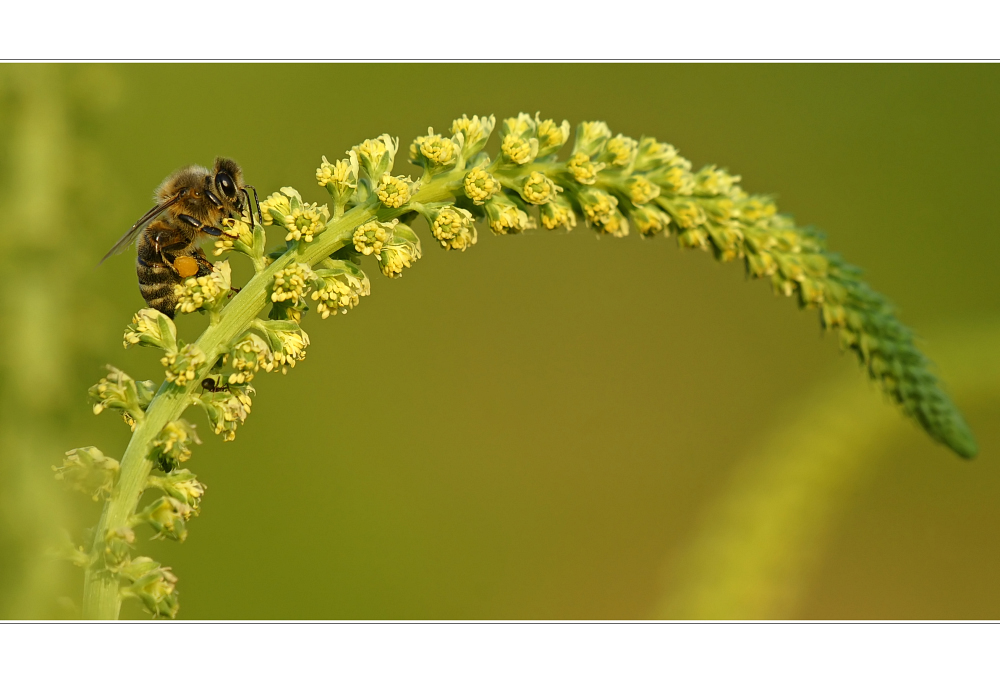 Bienen-Wiese II