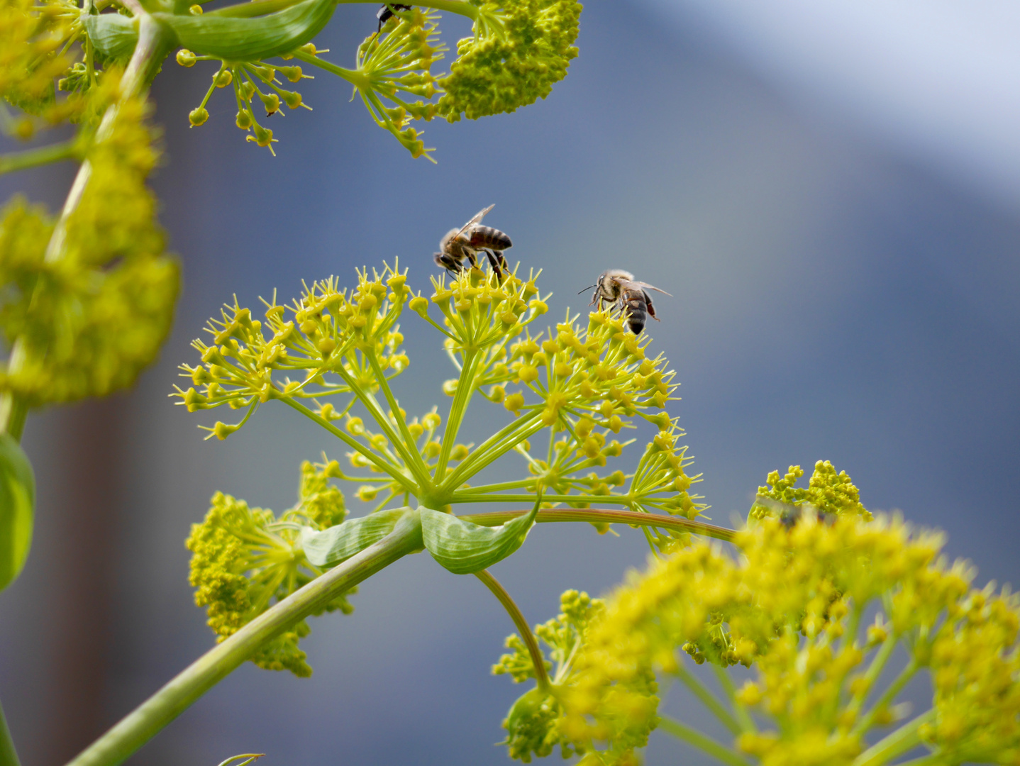 Bienen - wilder Fenchel