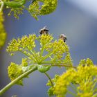 Bienen - wilder Fenchel