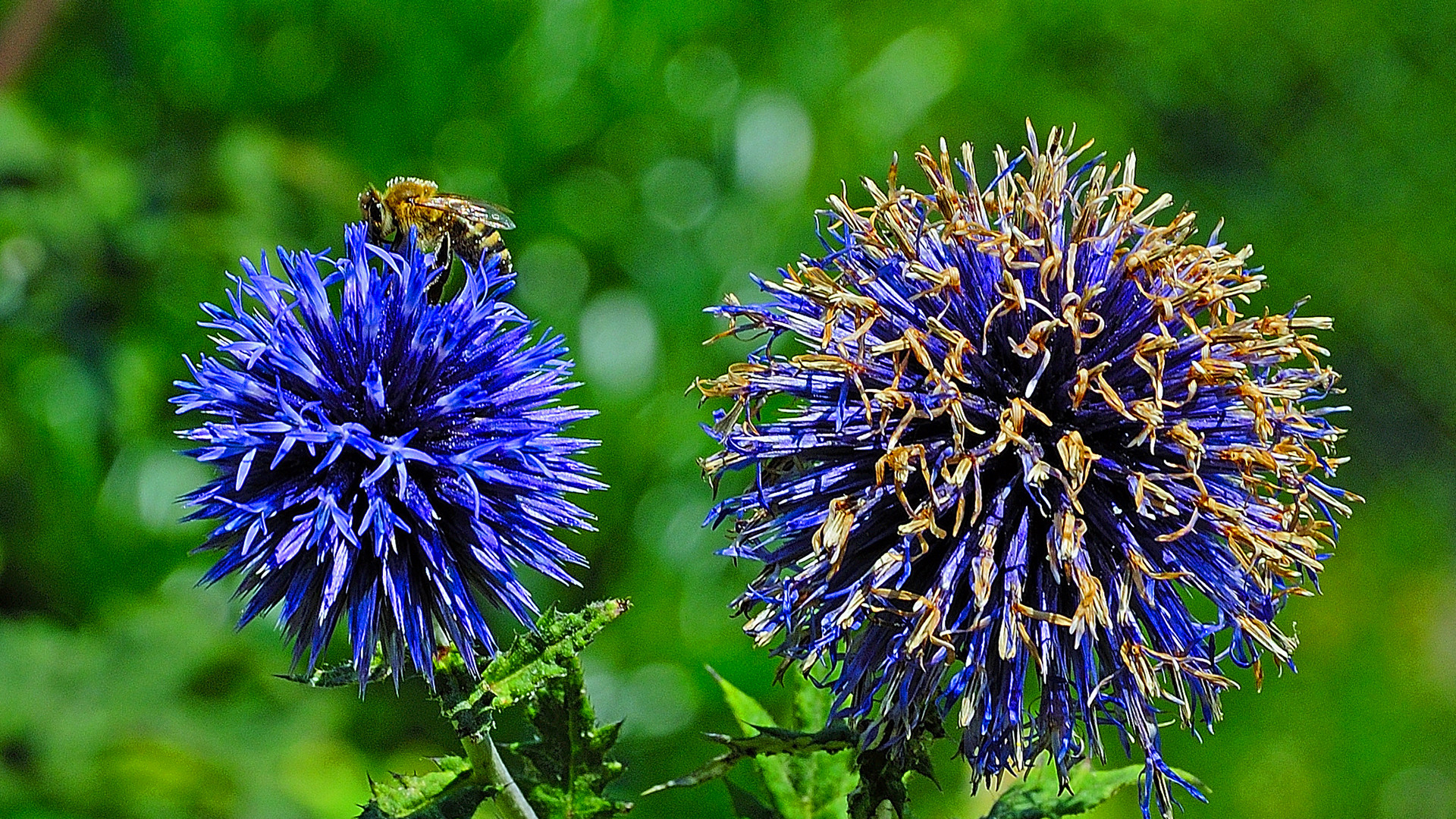 Bienen wissen genau .....