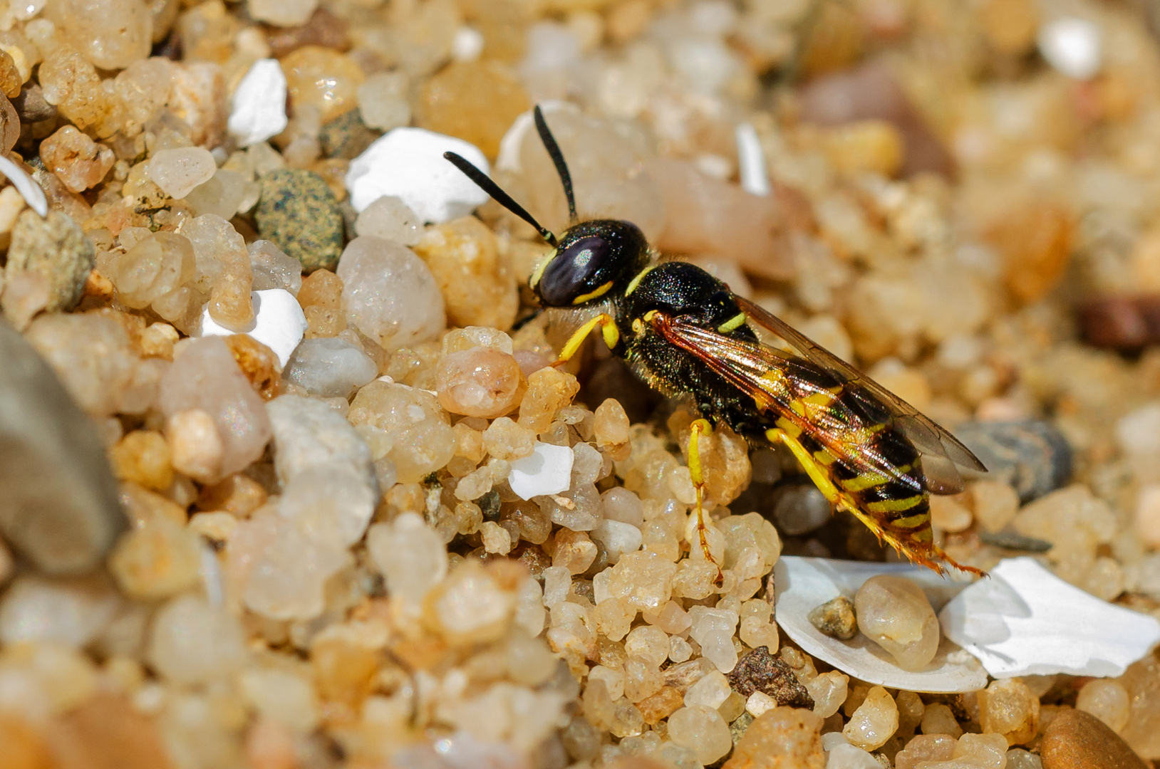 Bienen-Wolf (Philanthus triangulum)