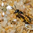 Bienen-Wolf (Philanthus triangulum)