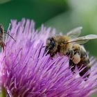 Bienen würden Disteln pflanzen