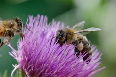 Bienen würden Disteln pflanzen