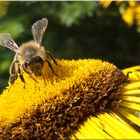 Bienen Zeit