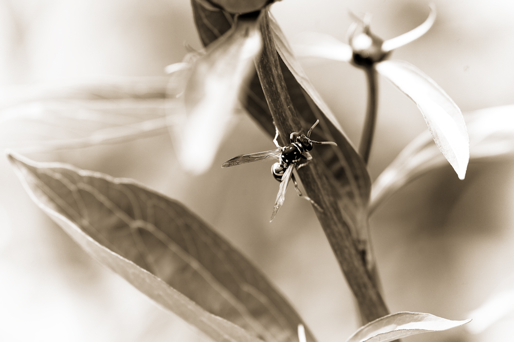 Bienen-Zeit