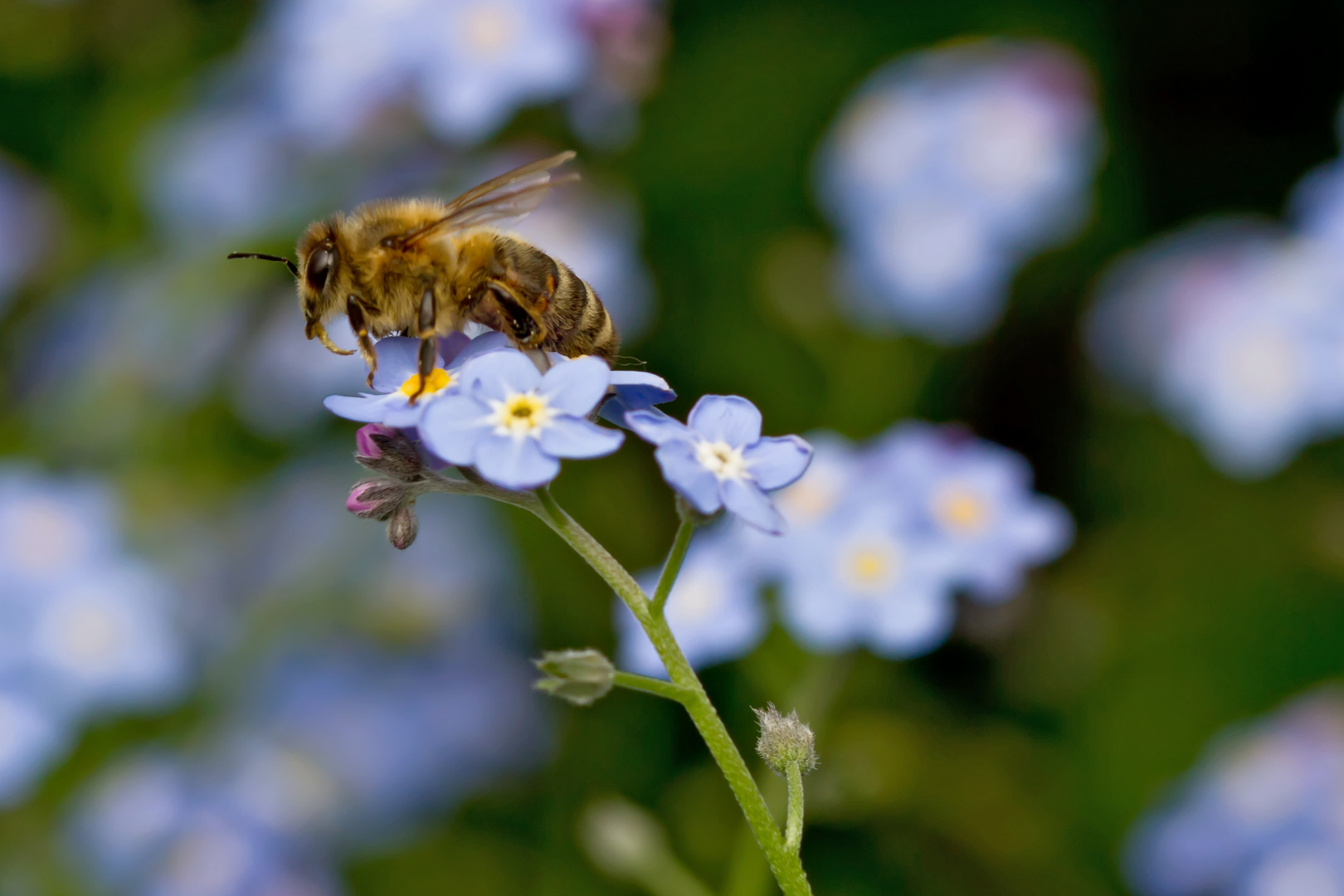 Bienen zu Besuch