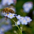 Bienen zu Besuch