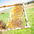 Bienen_61