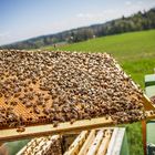 Bienen_70