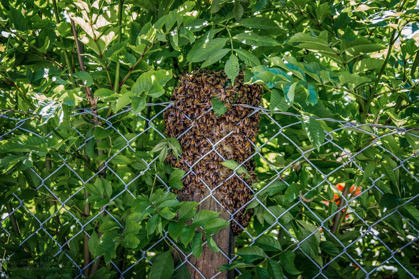 Bienen_8