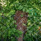 Bienen_8