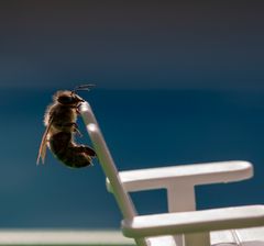 Bienenakrobatik am PollyPocketstuhl....