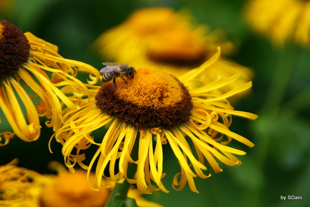 Bienenakt