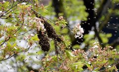 Bienenanflug 