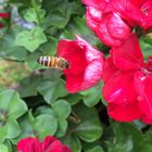 Bienenanflug auf eine Blüte