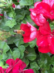 Bienenanflug auf eine Blüte