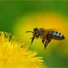 Bienenanflug auf Löwenzahn...