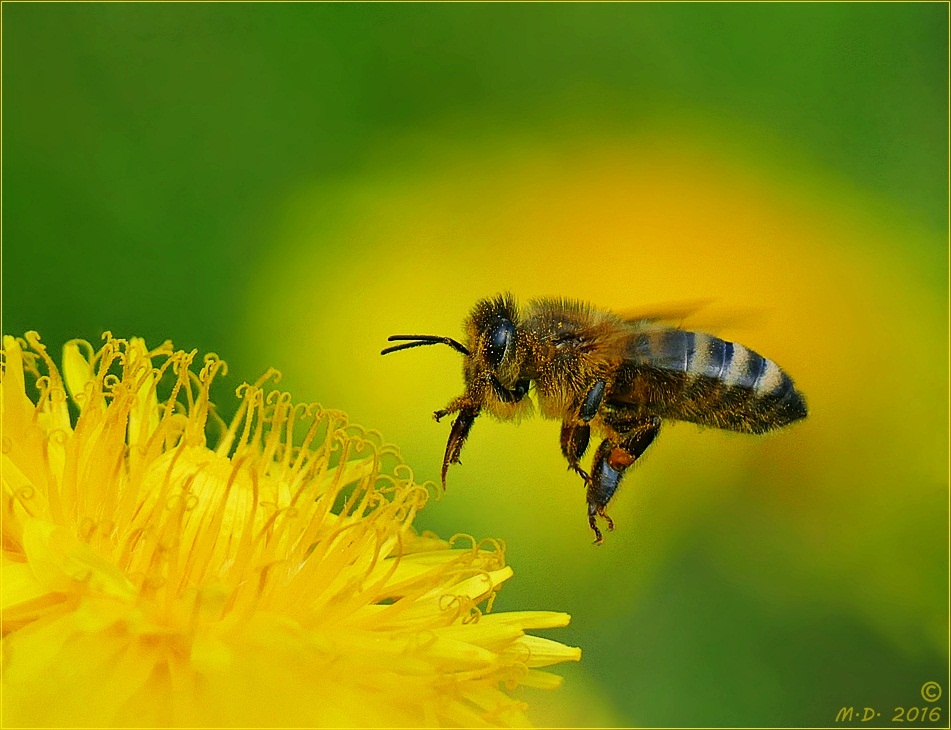 Bienenanflug auf Löwenzahn...