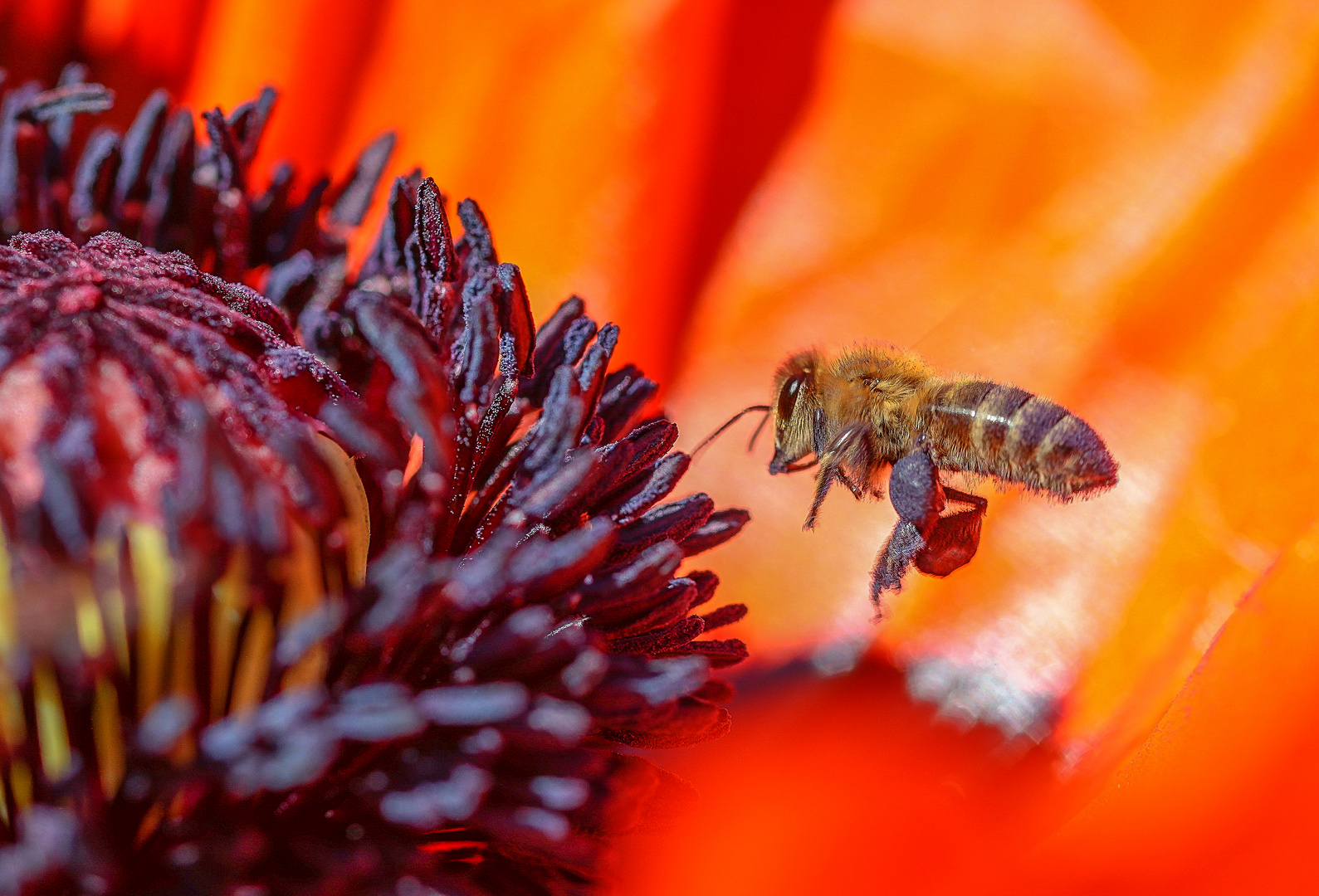 Bienenanflug auf Mohnblüte