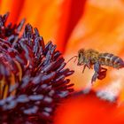 Bienenanflug auf Mohnblüte