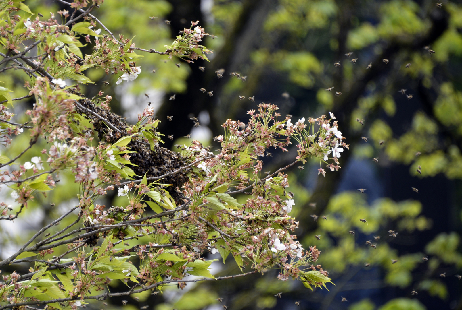 Bienenanflug II