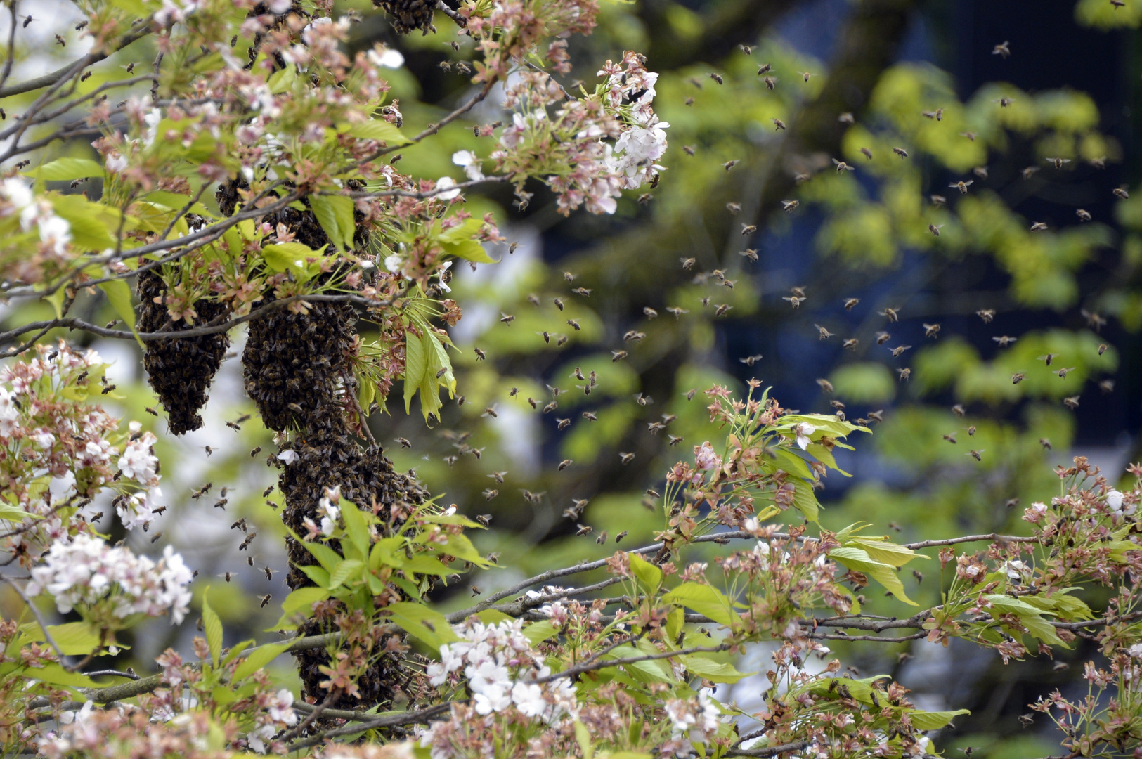 Bienenanflug III