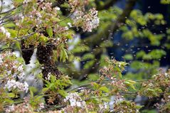 Bienenanflug III