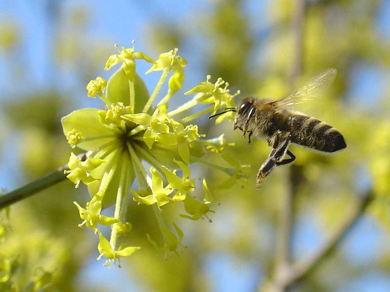 Bienenangriff