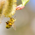 Bienenarbeit