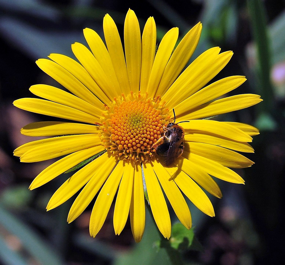 Bienenarbeit