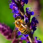 Bienenarbeit