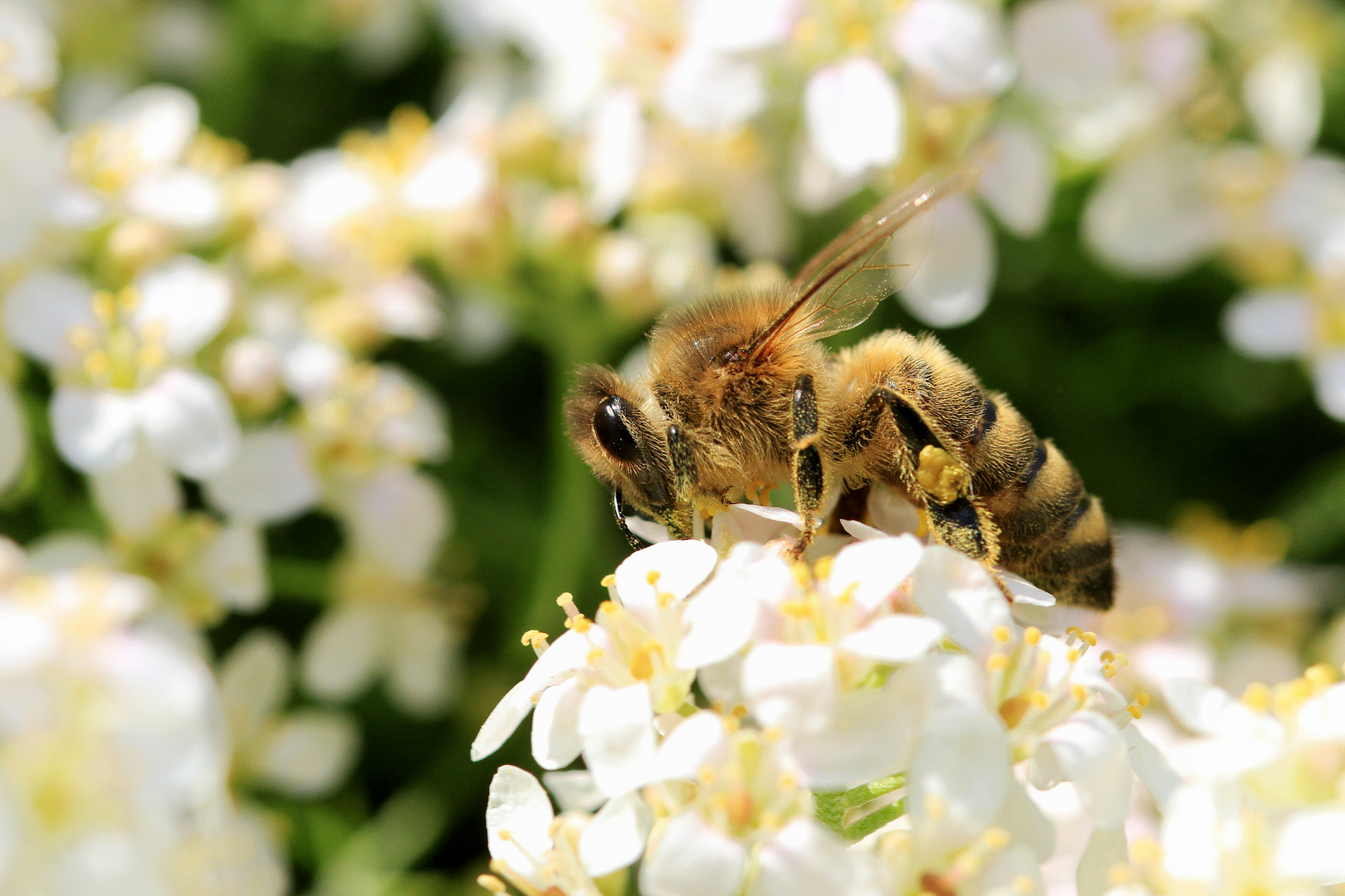 Bienenarbeit