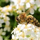 Bienenarbeit