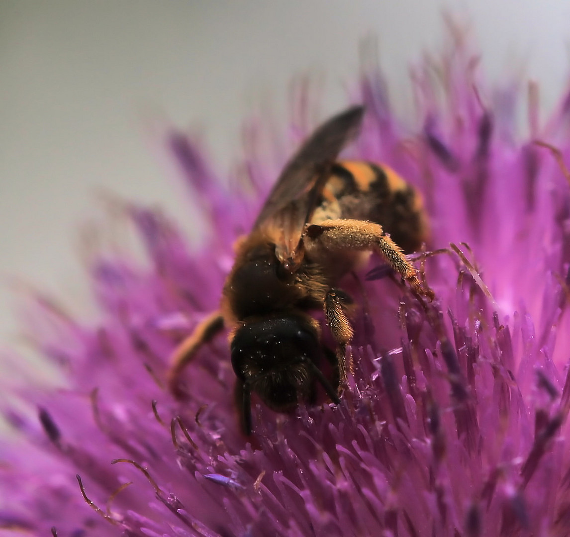 bienenarbeiterin