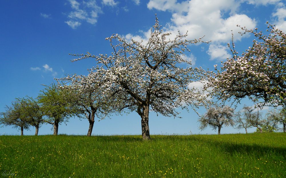 Bienenarbeitsplatz