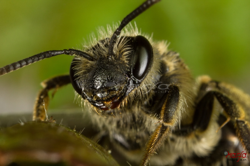 Bienenaugen