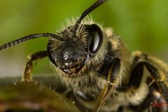 Bienenaugen