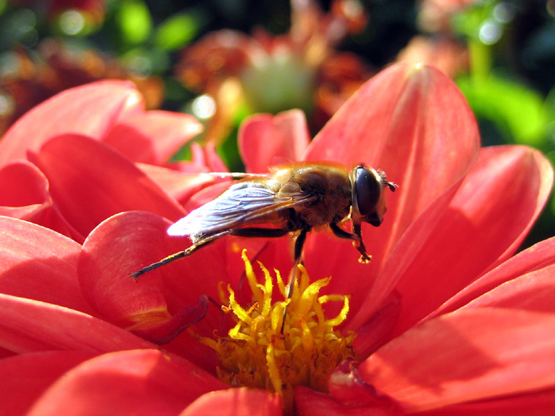 Bienenballett